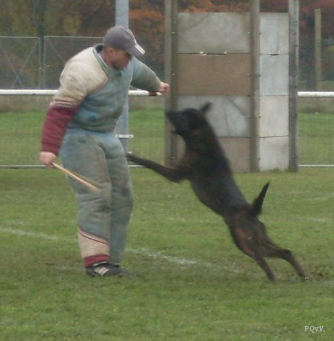  Chabal du Domaine des Sphinx Noirs